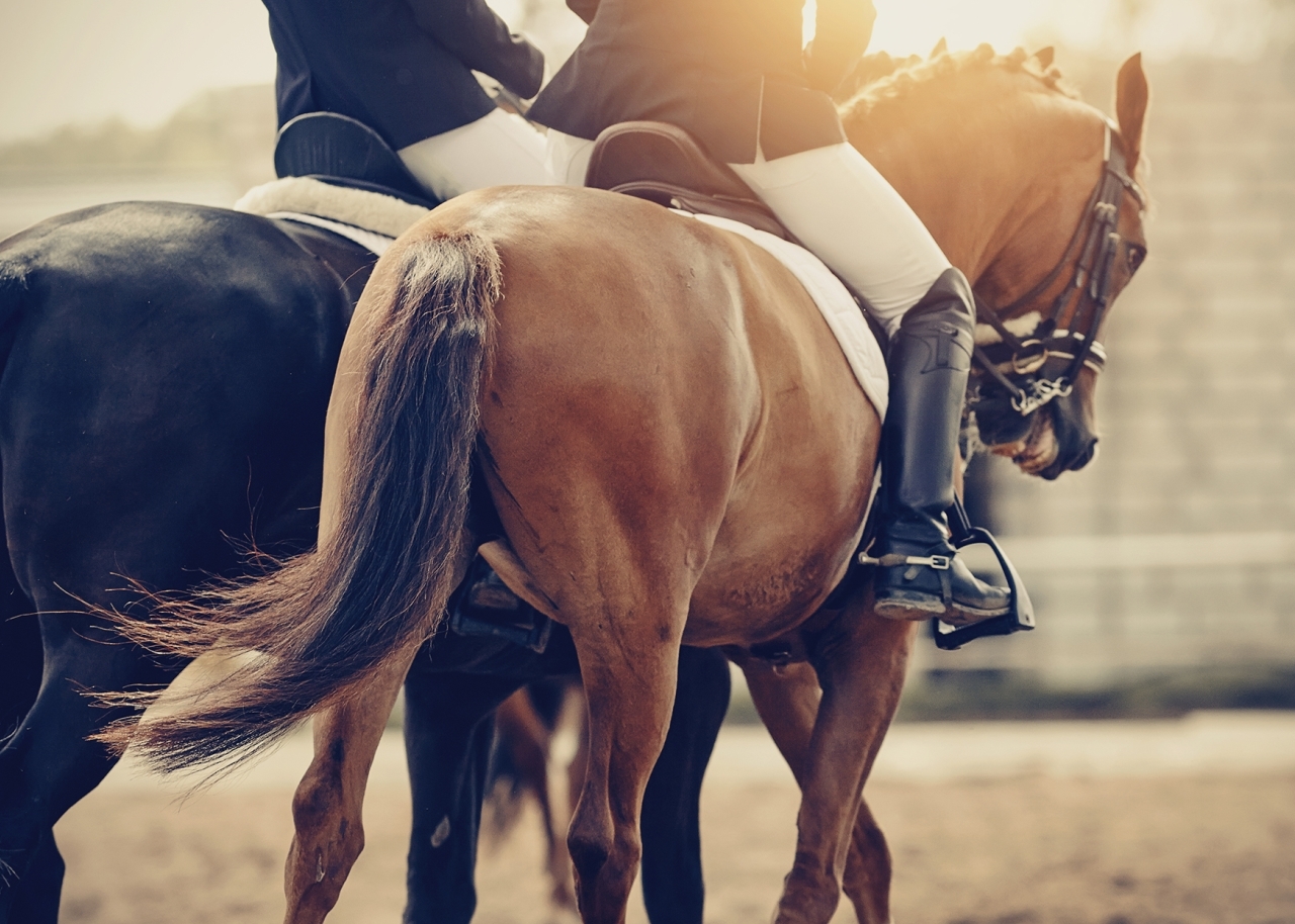 Two sports horses in the double bridle